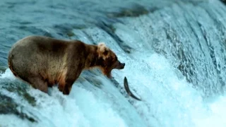 How to Catch a Bear Catching Salmon