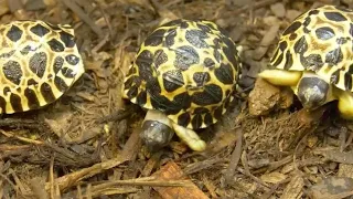 90-year-old tortoise welcomes three babies at Houston Zoo