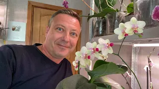 Орхидеи для подписчиков. Августовская раздача 15 орхидей