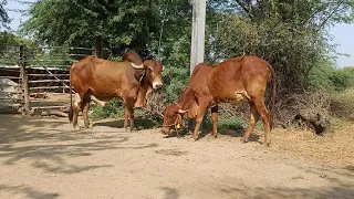 amezing cow mating! cow and sand crossing mating first time
