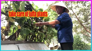 Vlog Daily : take care of luffa