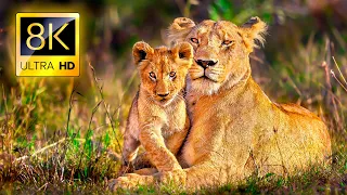 8K African Wildlife Safari in 8K ULTRA HD / Africa Animals Collection with Nature Relaxing Sounds TV