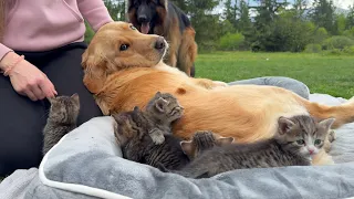 Golden Retriever Shocked By Kittens Occupying Her Bed!