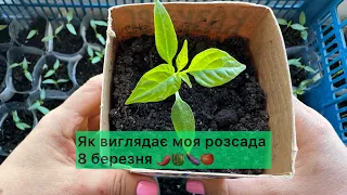 Як виглядає моя розсада 8 березня🌱