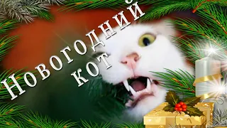 Сказки Скрипача.  Новогодний кот.