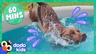 Splash Dogs Take Over The Pool...And We Love It! | Dodo Kids | 1 Hour Of Animal Videos