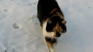 Cat running through the snow. Кошка бежит по снегу