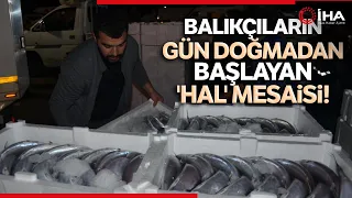 Ordu Balık Hali'ne Getirilen Tonlarca Balık, Saatler İçerisinde Tükeniyor