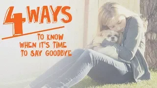 4 Ways to Know When It's Time to Say Goodbye -- Cone of Shame with Dr. Andy Roark