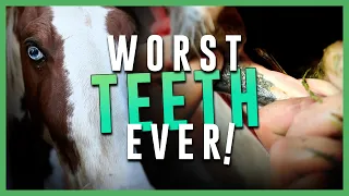 Worst Teeth Ever - Horse Shelter Heroes S4E11