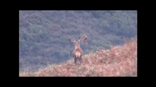 Cazar en Asturias un venado en Berrea, caza mayor en la Montaña de Piloña, Caza y Pesca en Asturias