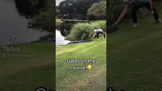 Gator on the #golf course 🐊⛳️ #golflife