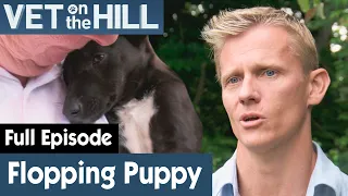 🐶 Border Collie Puppy Can't Support Its Head | FULL EPISODE | S02E12 | Vet On The Hill