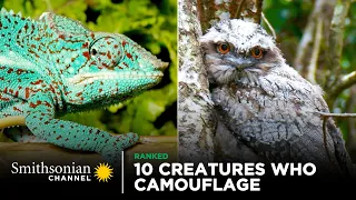 10 Creatures Who Are Camouflage Masters 🦉 Smithsonian Channel