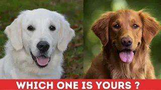 Are You Ready to Find Out the 3 Types of Golden Retriever?!