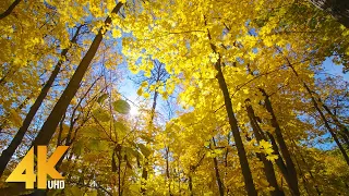 2 HOURS of Beautiful Autumn - 4K Golden Colors of Autumn - Forest Relaxation with Calm Music