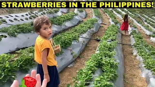 KIDS FIRST EVER STRAWBERRY PICKING IN BOHOL, PHILIPPINES!!!