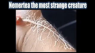 The most strange creature Nemertea or Ribbon Worm