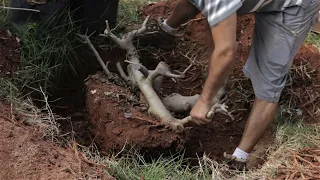 Figueira Monstro - Yamadori / Matidori (Ficus carica) do solo para o vaso (vídeo 1)