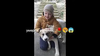 как умерли мои... питомцы.. ❤️🌹 плакал 12 дней 😭😭😭