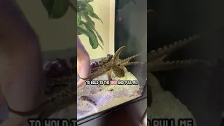 Bruce the Octopus grabs hand