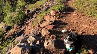 The Hiker Pup PCT 2018 first 100 miles