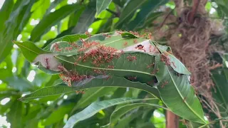 Weaver Ant  Dimiya or Oecophylla smaragdina