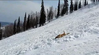 СОБАКА КАТИТСЯ С ГОРЫ👍КАЙФ