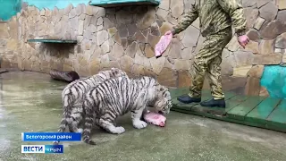 ЗЛЫЕ и ДОБРЫЕ белые тигрята! ТАЙГАН