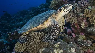 Explore the Underwater Paradise: Best Snorkeling Spots in French Polynesia