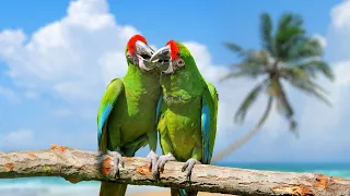 ГОВОРЯЩИЕ И САМЫЕ СМЕШНЫЕ ПОПУГАИ со всего мира | ПРИКОЛЫ С ПОПУГАЯМИ | FUNNY PARROTS часть 16