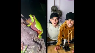 Collab with a Frog