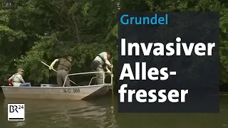 Invasive Art: Die Grundel verdrängt heimische Arten | BR24