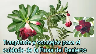 Trasplante y consejos para el cuidado de la Rosa del Desierto