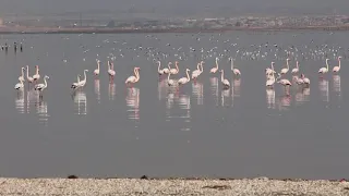 Flamingo near Baku. Qum Adası, Azərbaycan 🇦🇿