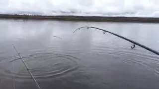 Рыбалка на окуня мечта рыбака