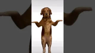 chinese dog dancing for 10 minutes straight