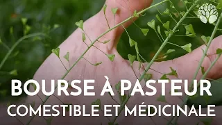 Bourse à pasteur