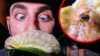 FURRY PUSS Caterpillar - World's Most Painful Mustache!