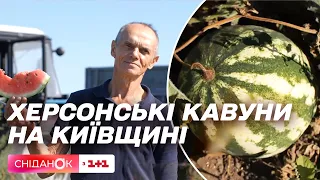 Херсонські кавуни з київською пропискою: як у Яблунівці фермери розпочали експериментальну справу