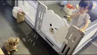 Dog Watches Over Baby Outside Playpen