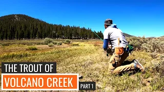 The "Real" Golden Trout of Volcano Creek | Heritage Trout Mapping E02P01