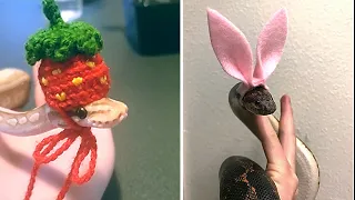 Snakes Can Be Cute Too - Funny Snake Video #2 | Animals Life