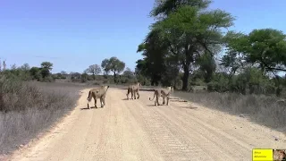 Lets Follow Three Hungry And Lazy Lionesses Down The Road