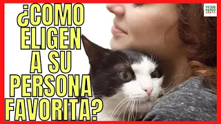 💞 HOW DO CATS CHOOSE THEIR FAVORITE PERSON?💞