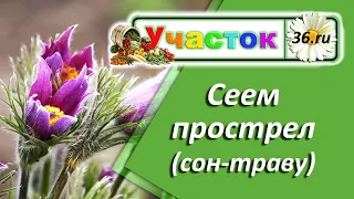 Наш пРострел везде поспел! Сеем сон-траву)