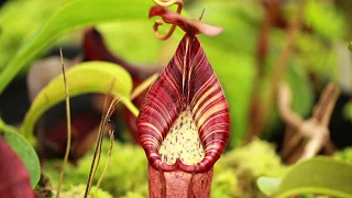 The Ultimate Nepenthes Care Guide - Light