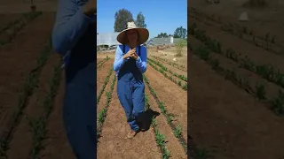 How Backyard Gardeners Can Grow Their Own Corn