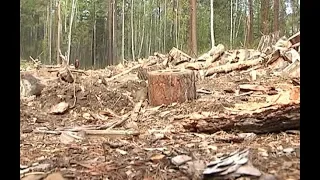 В Бурятии глава РАЛХ отдал под вырубку лес в экозоне