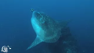 Best of Diving with Mola Mola & Mantas in Bali - Nusa Penida